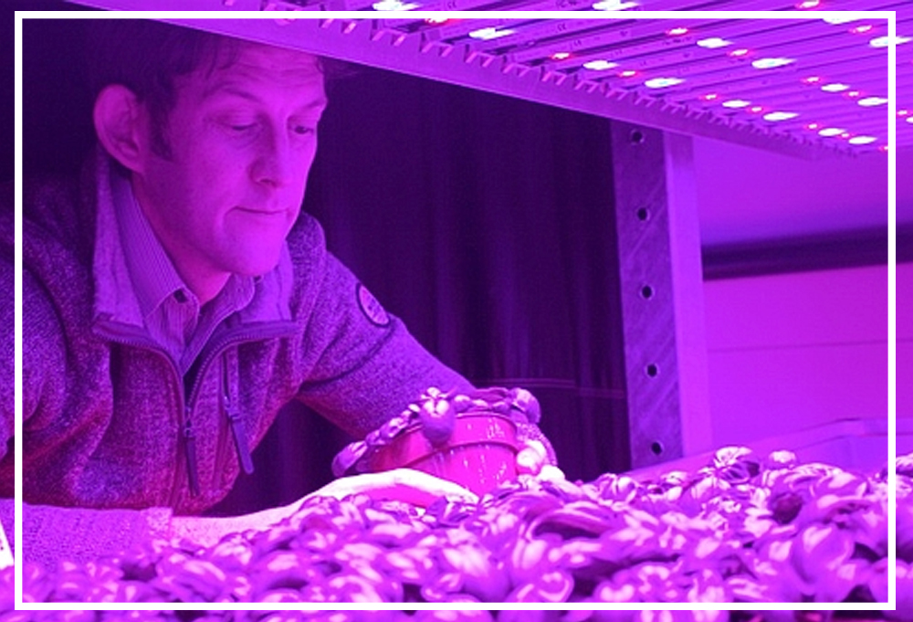Tiến sĩ Phillip David nghiên cứu ứng dụng đèn led với trồng trọt